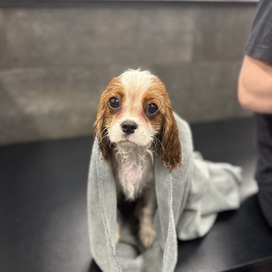 Piper