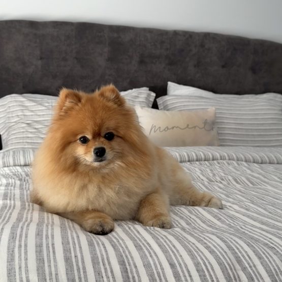 Sophie
