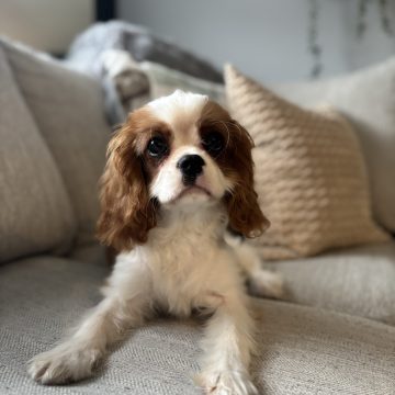 Piper