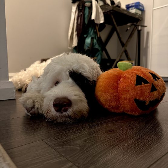 Rory