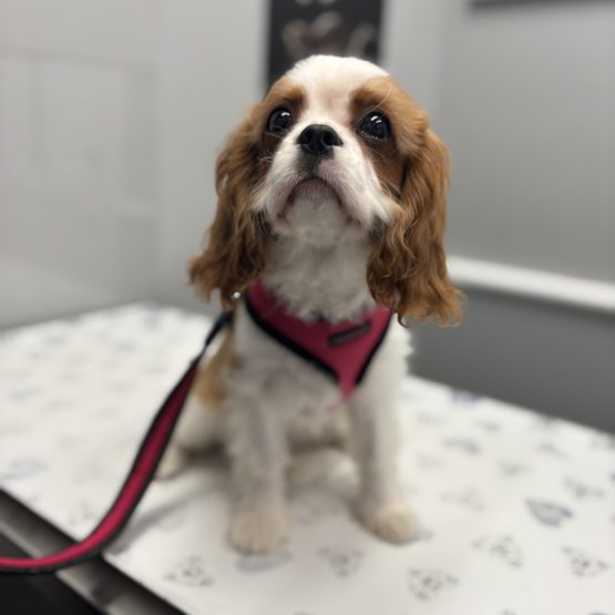 Piper