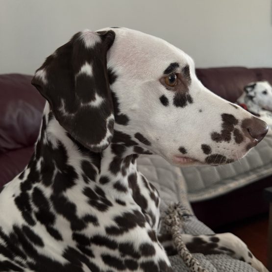 Stella