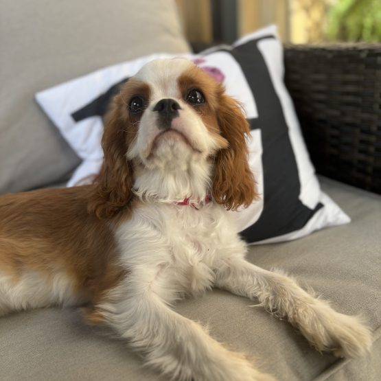 Piper
