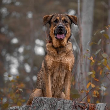 Bruno