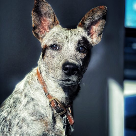 Piper