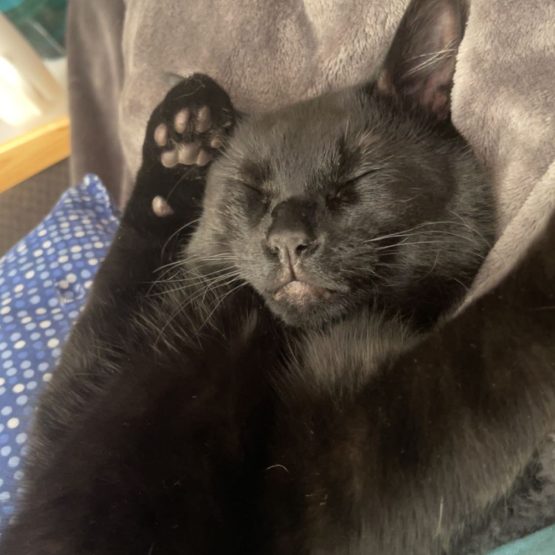 Toothless Oliver Fancy