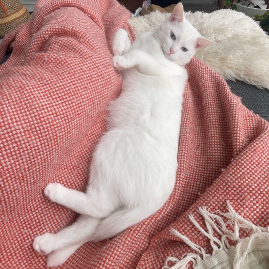 Aurora and Selene