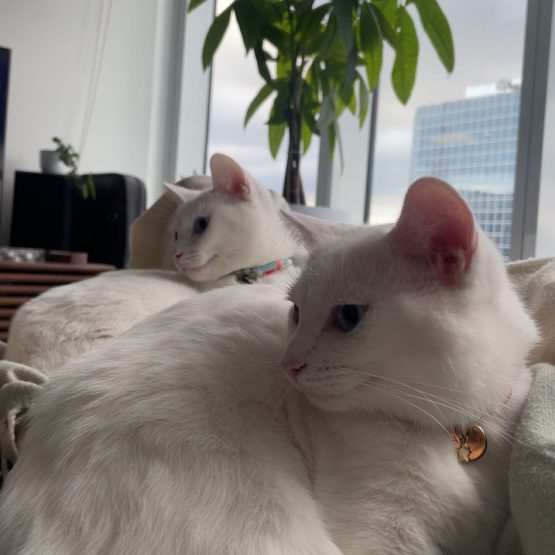 Aurora and Selene