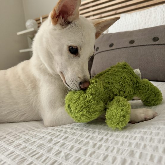 Yoshi