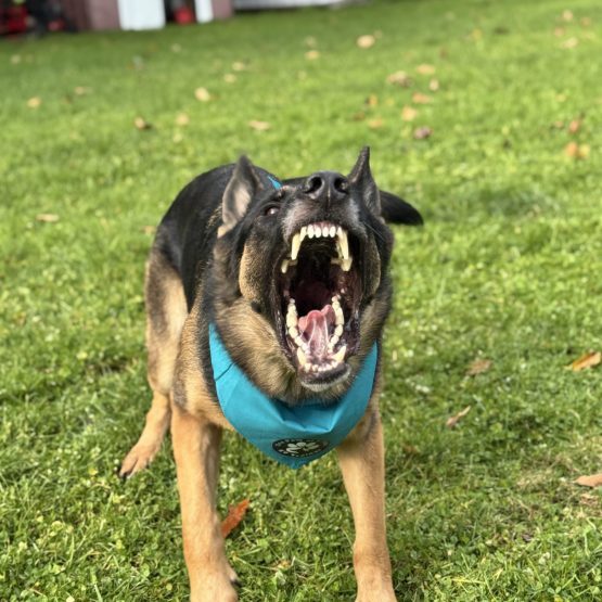 Balto