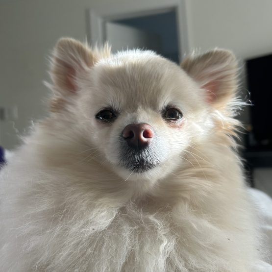 Zulu