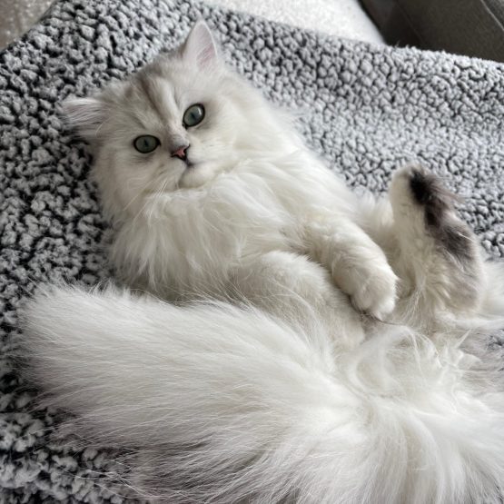 Pixie