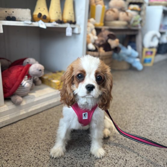 Piper