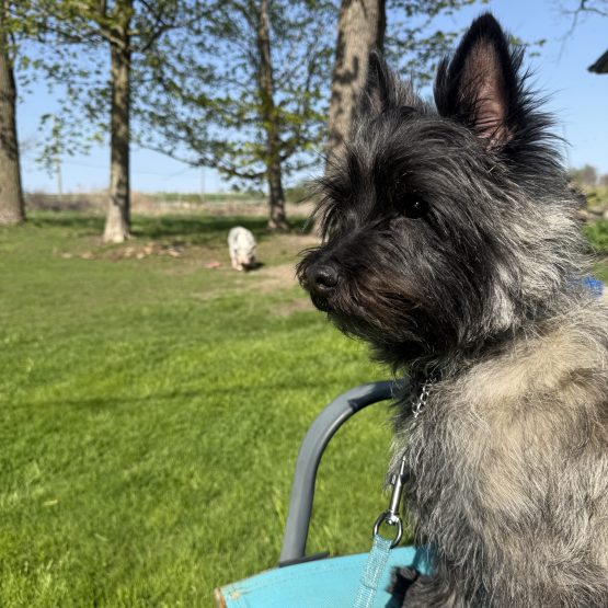 Alfie