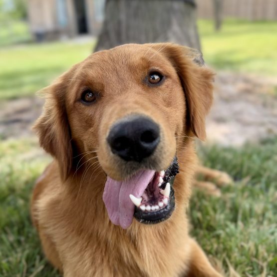 Maverick