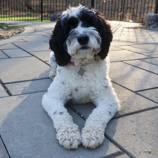 Phoebe