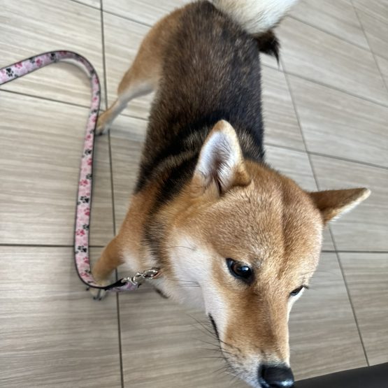 Mimi