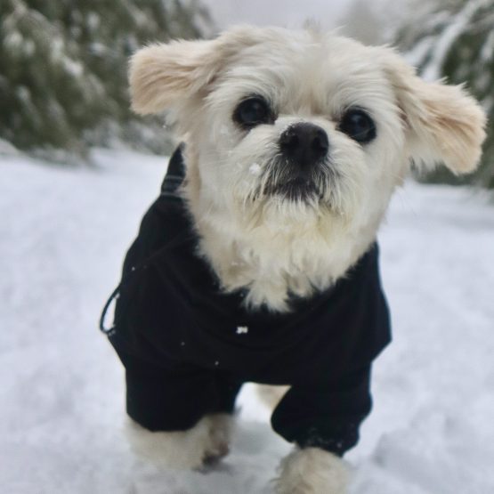 Toby