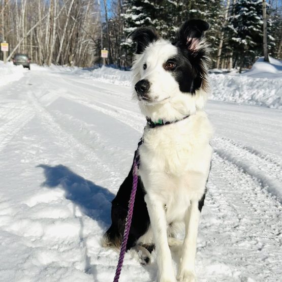 Juno