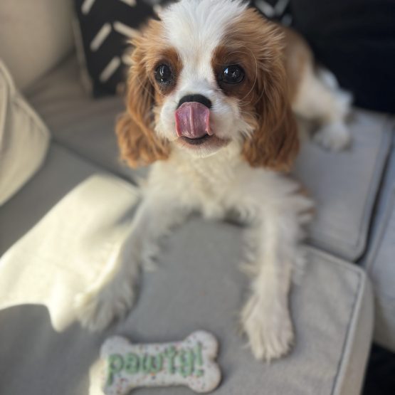 Piper