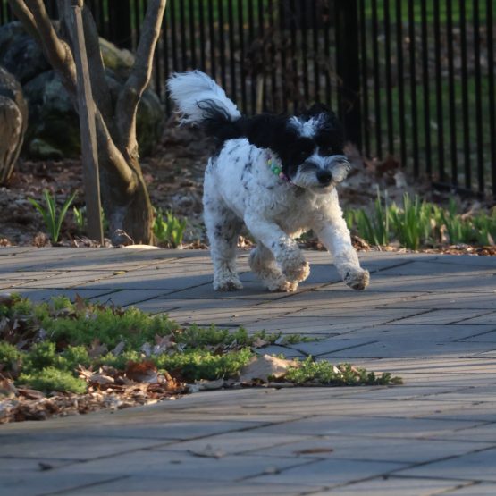 Phoebe