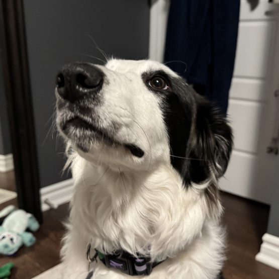 Juno