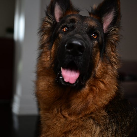 Echo