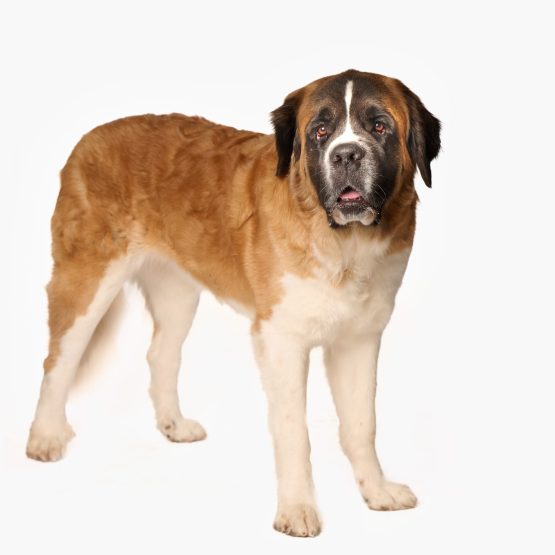 Bernadette (Bernie)