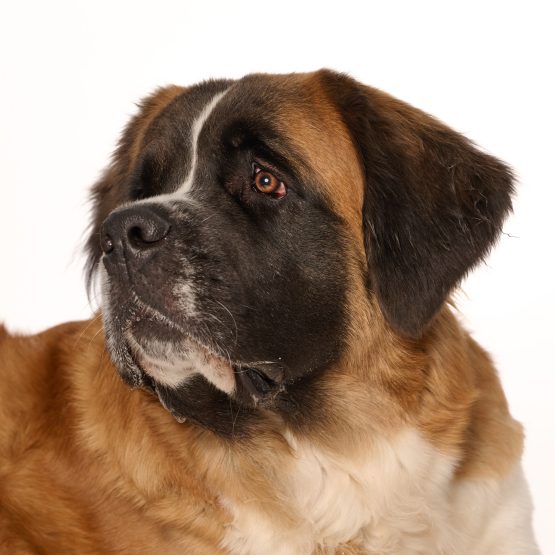 Bernadette (Bernie)