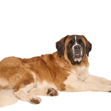 Bernadette (Bernie)