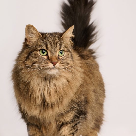 Alley cat
