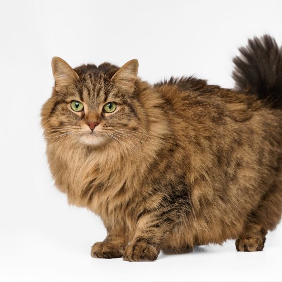 Alley cat