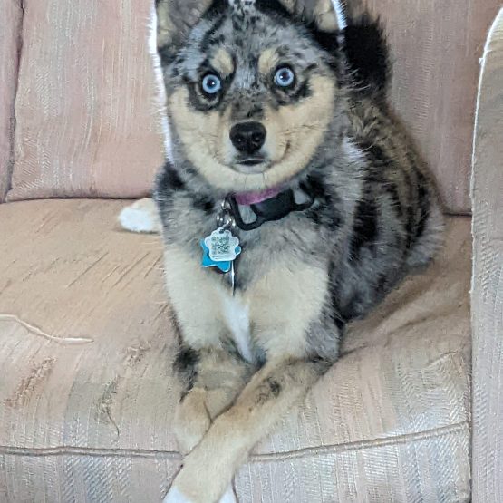 Kiba