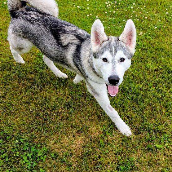 Cosmo