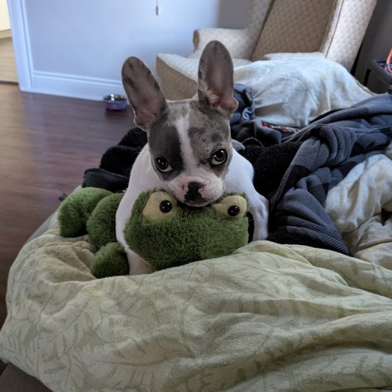 Bug