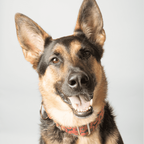 Maya