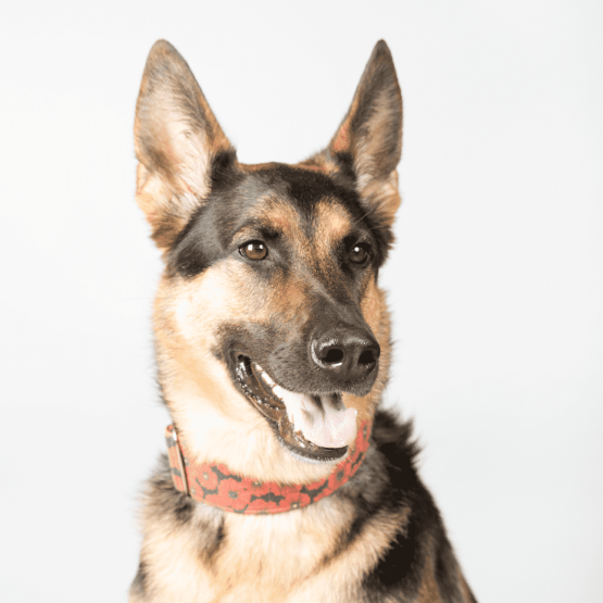 Maya