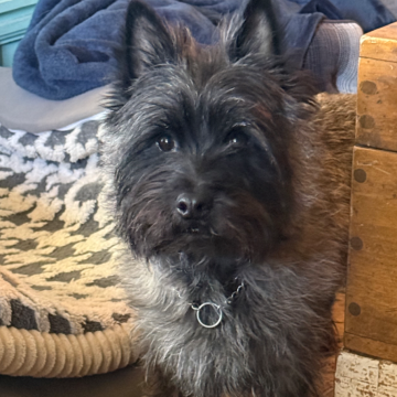 Alfie