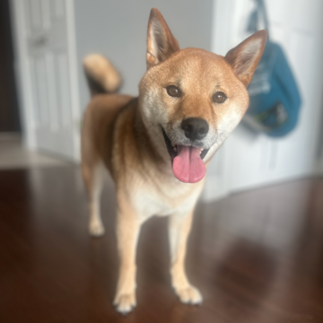 Meeko