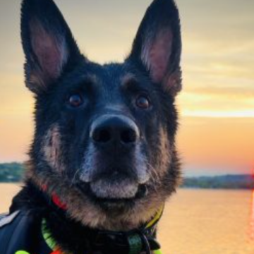Balto