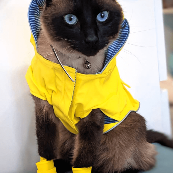 Agent Mulder