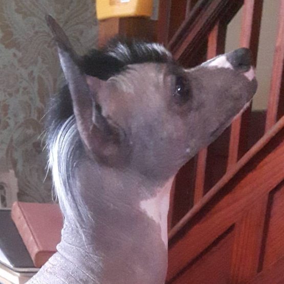 Jacques