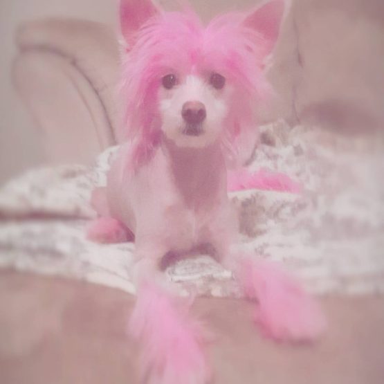 Fifi