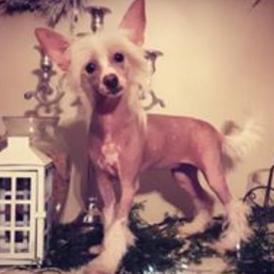 Fifi