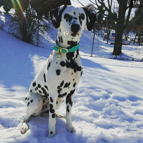 Macy
