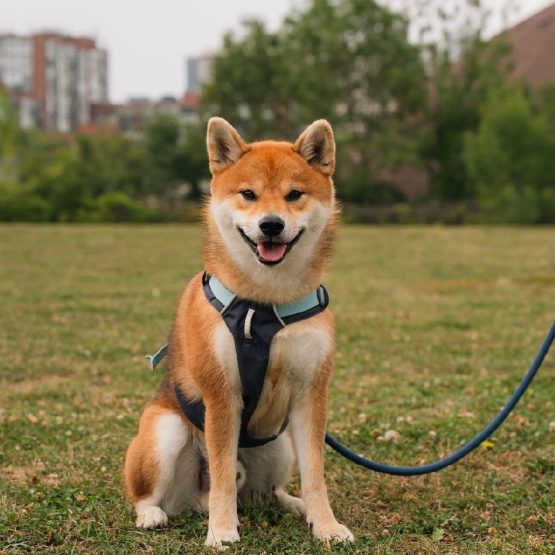 Astro