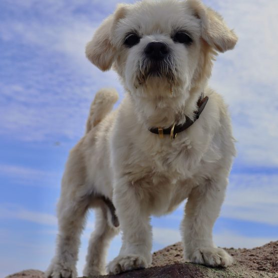 Toby