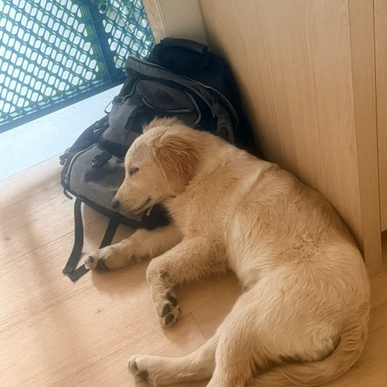 Buddy