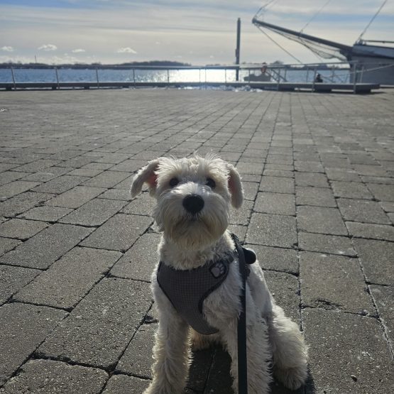 Bisou