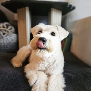 Bisou